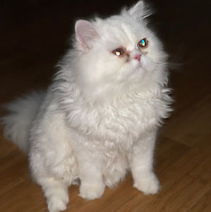 Meet your Posher, Yuliana